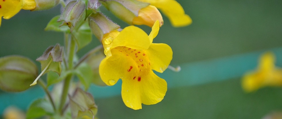 Mimulus